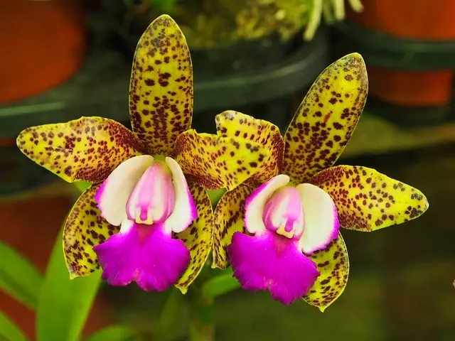 how to propagate an orchid ultimate guide