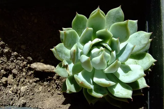 how to propagate echeveria by sprouts