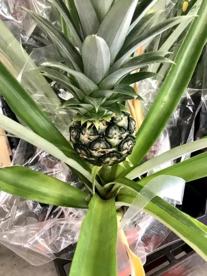 how to propagate pineapple at home guide new