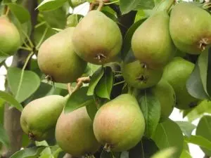 how to prune a pear tree increase pear production guide