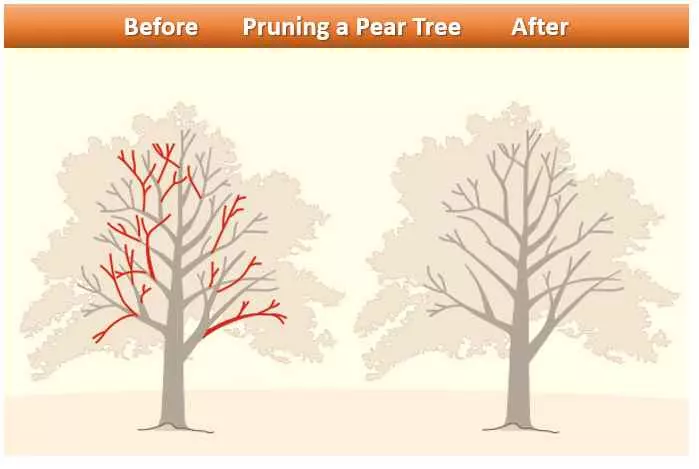 how to prune a pear tree