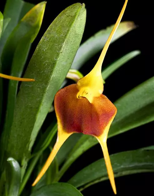 masdevallia orchid