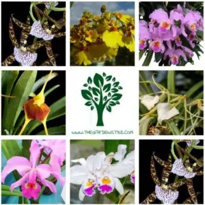 mexican orchids the most complete guide