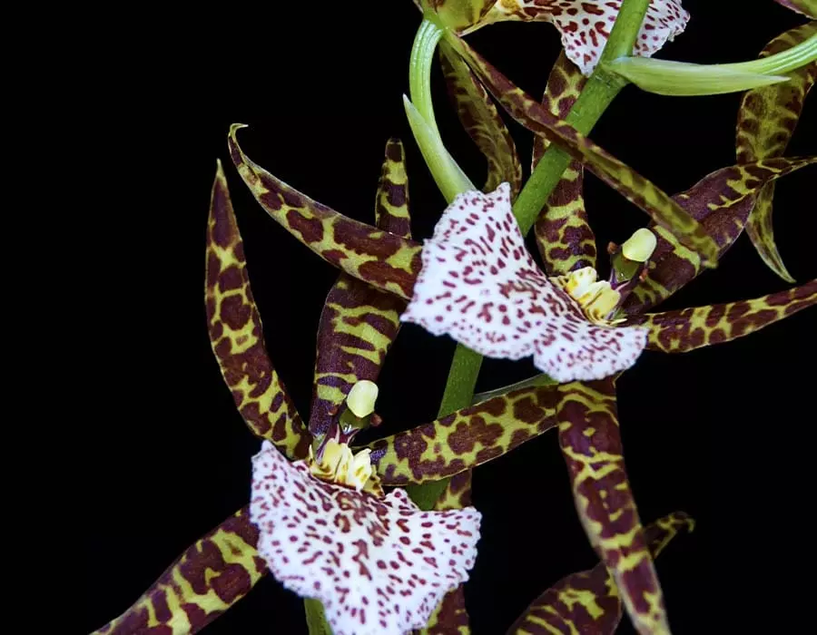 odontoglossum orchids