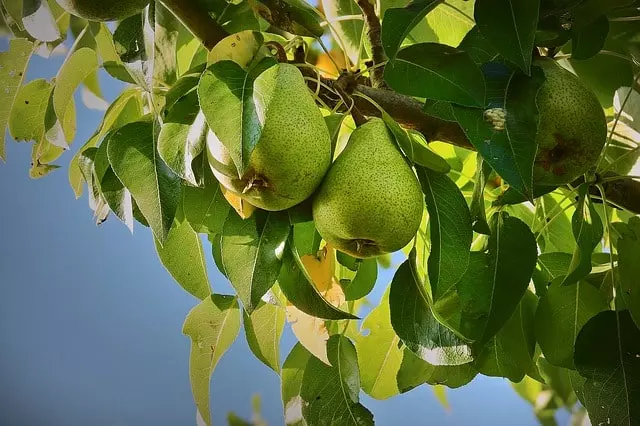 pear tree farm