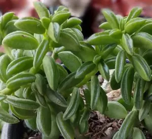 peperomia nivalis care guide updated