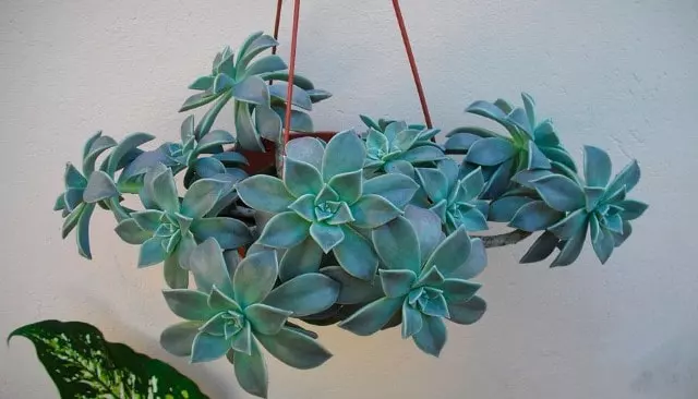 pests and disease ghost plant succulent