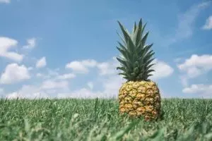 pineapple plant care grow indoors outdoors