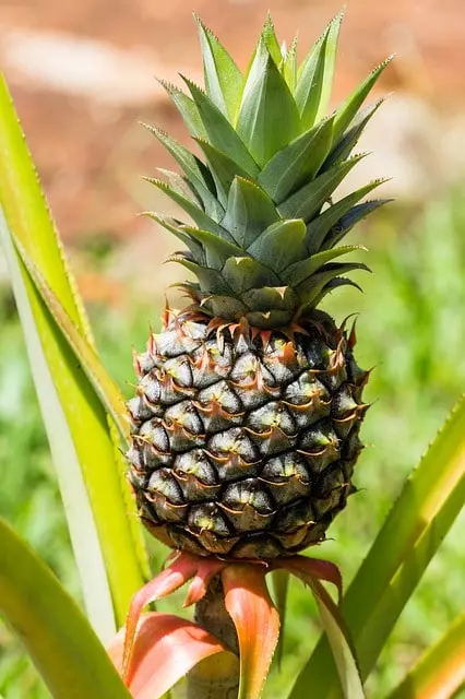 pineapple plant care