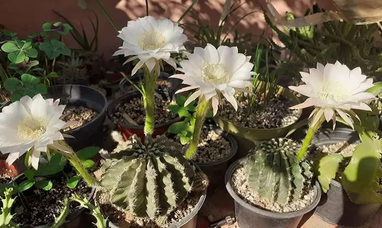 probems with easter lily cactus