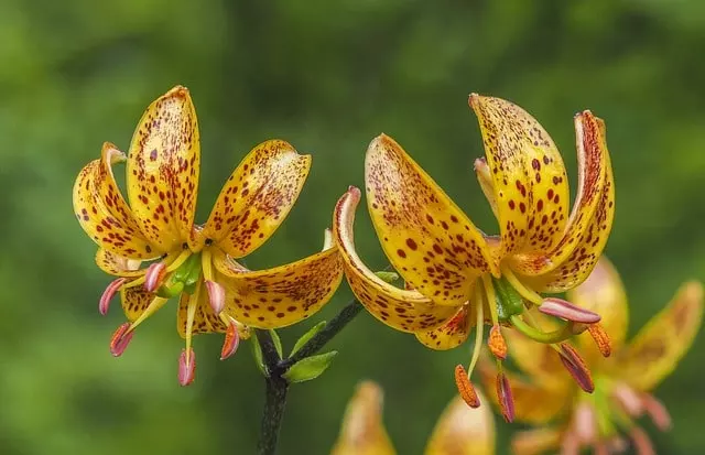 propagate orchids phalaenopsis