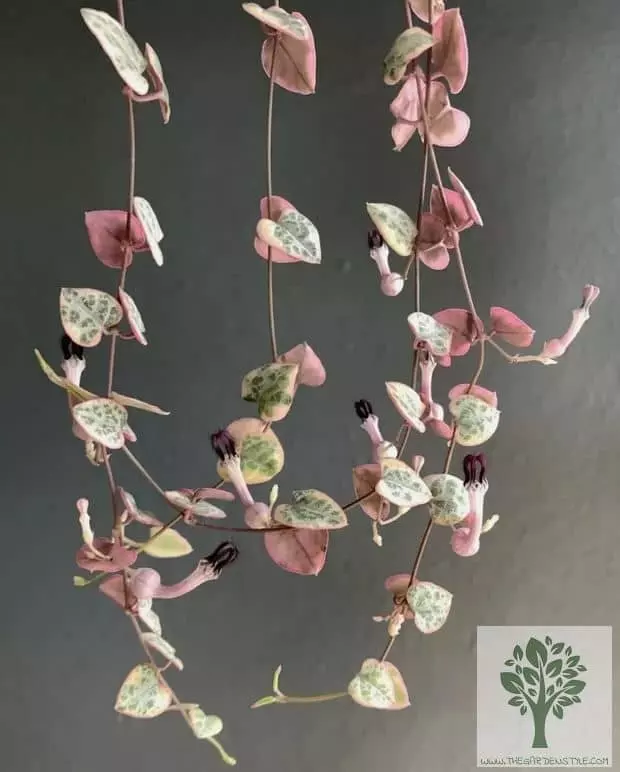 string of hearts flower