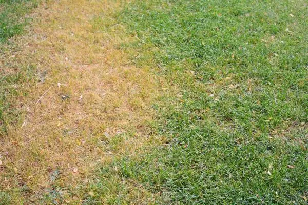 yellow grass spots causes and how to recover it