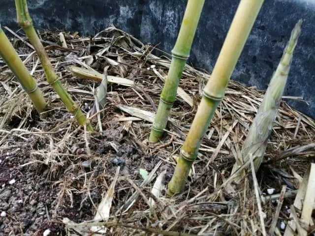 bamboo cutting come out