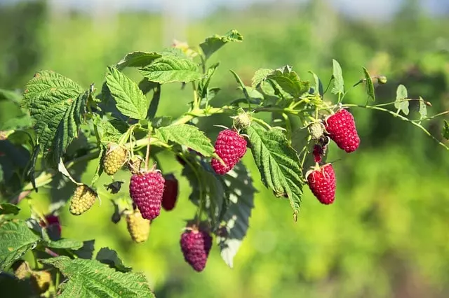 how and when to prune raspberries