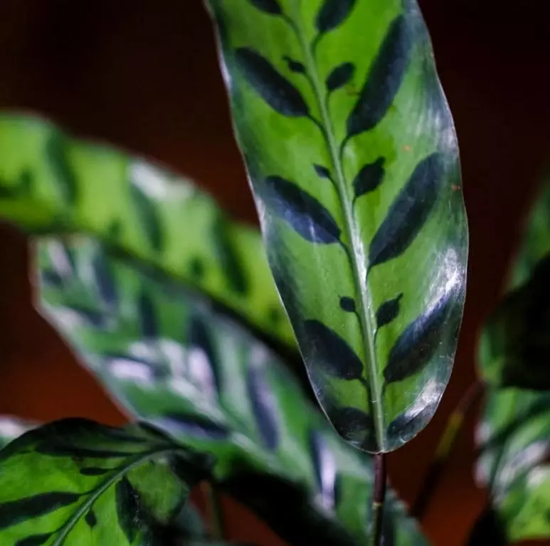 how to care for a rattlesnake plant calathea lancifolia