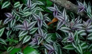 how to care for a wandering jew plant guide