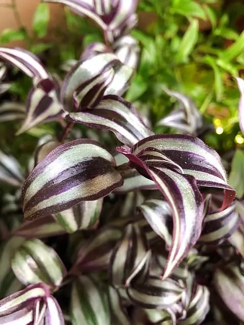 how to care for a wandering jew plant