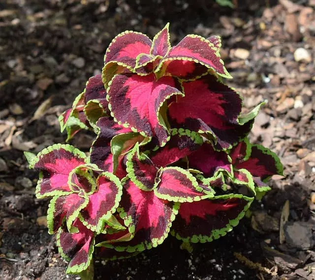 how to care for coleus plant guide