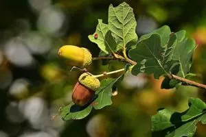 how to plant acorns step by step guide