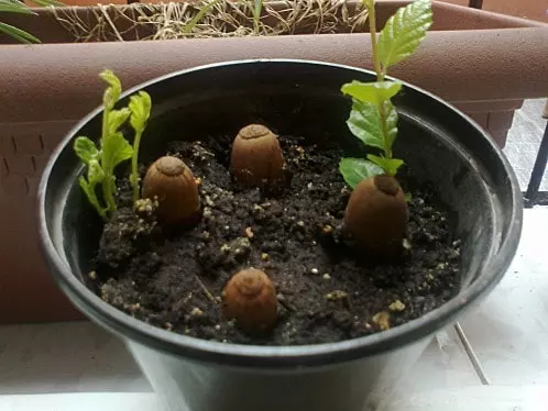 how to plant acorns