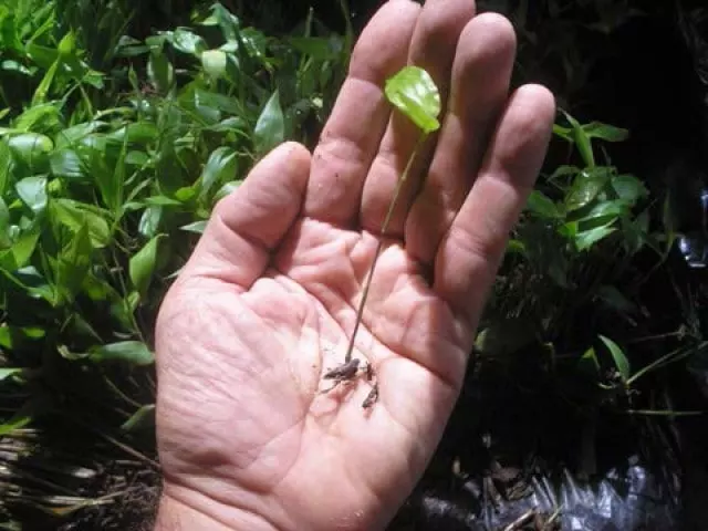 how to plant sprouted bamboo seeds