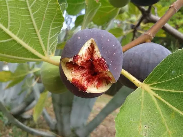 how to prune fig tree step by step guide