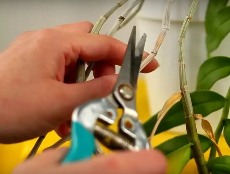 how to prune mini orchids