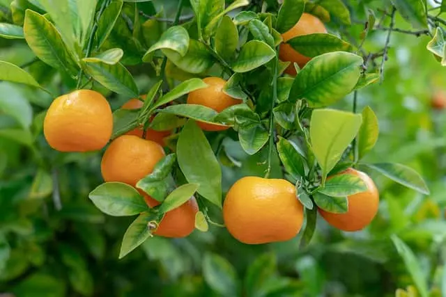 how to prune orange trees