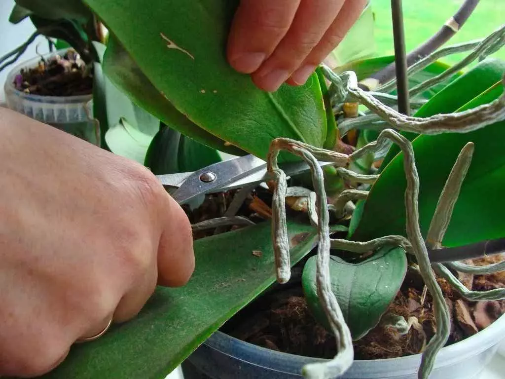 how to prune orchids step by step guide
