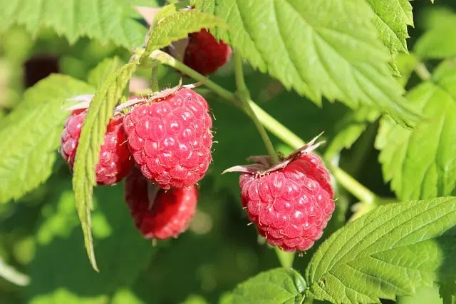 how to prune raspberries ultimate guide