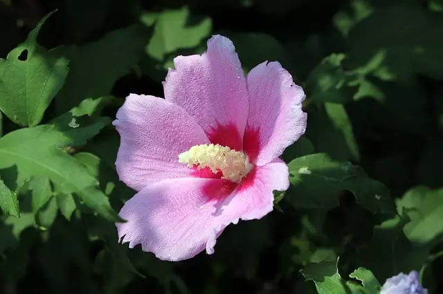 how to prune rose of sharon step by step