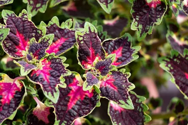 how to care coleus location and light 