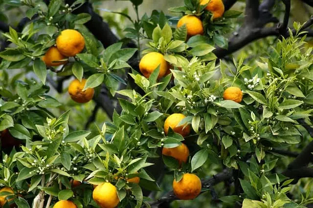 orange tree care pruning