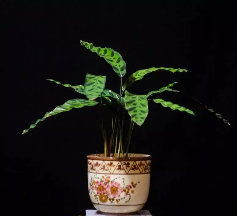 plastic or terracotta pot rattlesnake plant