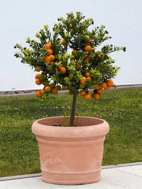 prune potted orange tree