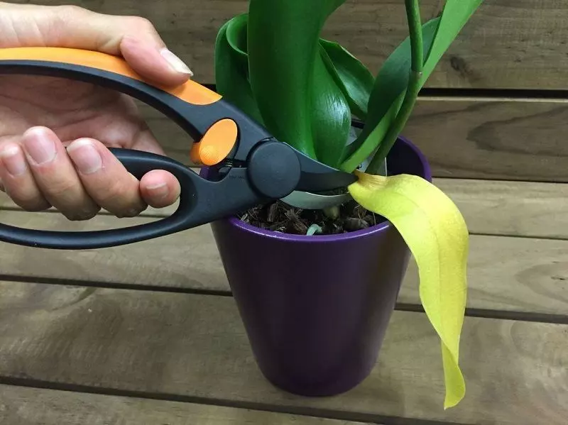 pruning leaves orchids