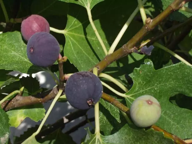 when to prune fig trees