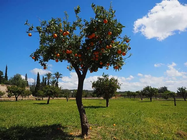 when to prune orange trees
