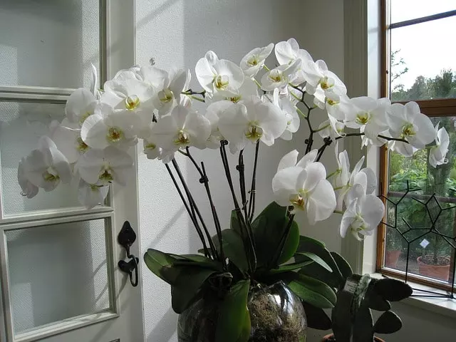 best pots for orchids ultimate guide