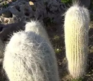 cephalocereus senilis care guide old man cactus