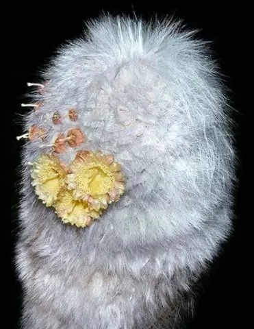 cephalocereus senilis flower