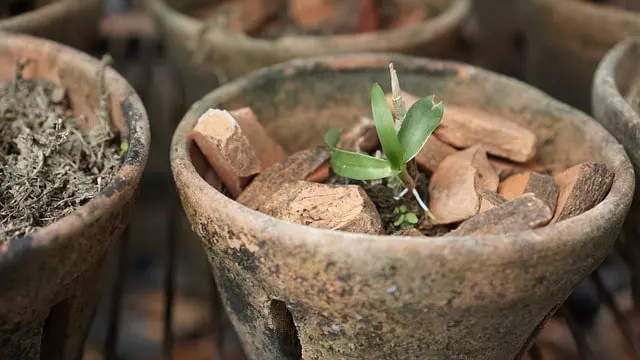 clay pots for orchids