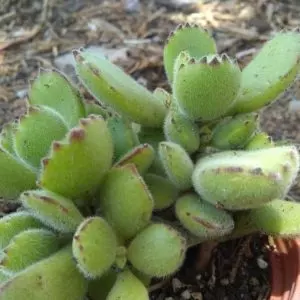 cotyledon tomentosa care guide bears paw