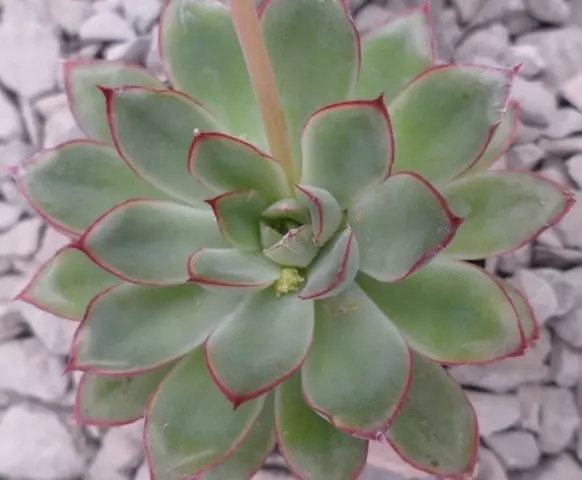 echeveria pulidonis care substrate