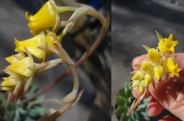 flowering echeveria pulidonis