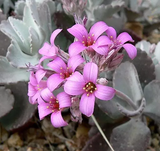 flowering kalanchoe pumila