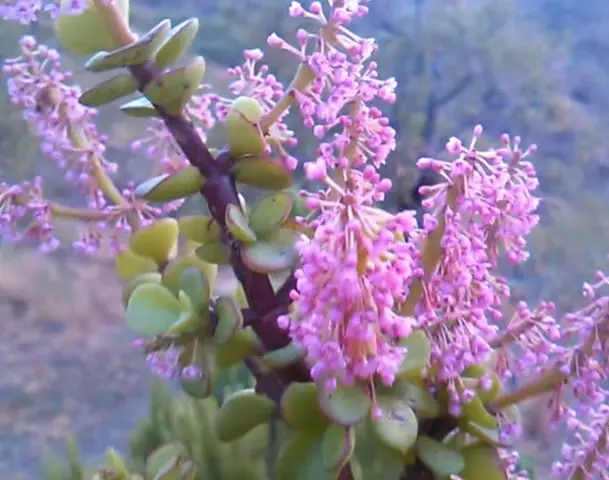 flowering portulacaria afra