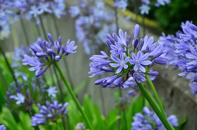 how to care agapanthus