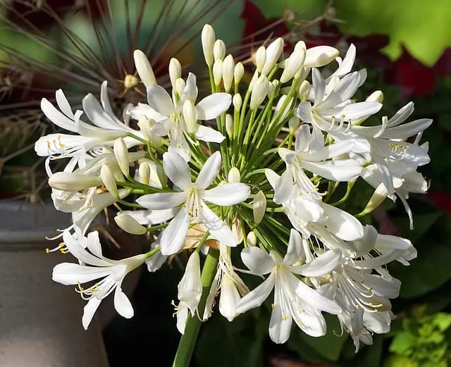 how to grow agapanthus step by step